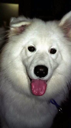Welcome to Samoyed Smiles